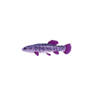 Violet Mudminnow